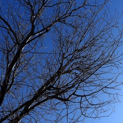 ALBERI. Fotografie di Giulio Azzarello &copy;2024.