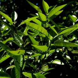 GIARDINO SICILIANO. Fotografie di Giulio Azzarello &copy;2024.