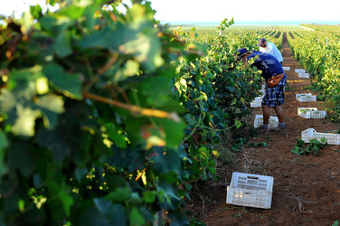 VENDEMMIA a Mazzara del Vallo in Sicilia con i contadini. Fotografie di Giulio Azzarello ©2016. VENDEMMIA a Mazzara del Vallo in Sicilia con i contadini. Fotografie di Giulio Azzarello ©2016.