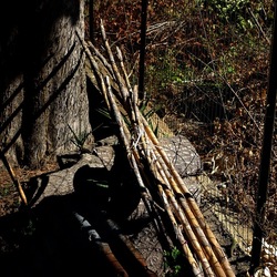 RAMI E ROVI. Fotografie di Giulio Azzarello ©2023. RAMI E ROVI. Fotografie di Giulio Azzarello ©2023.