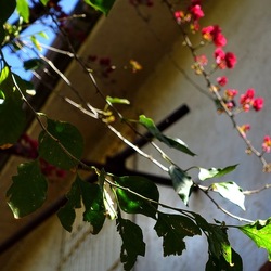 GIARDINO SICILIANO. Fotografie di Giulio Azzarello &copy;2024.