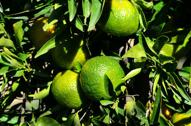 ULIVETO in autunno. Fotografie di Giulio Azzarello ©2014. ULIVETO in autunno. Fotografie di Giulio Azzarello ©2014.