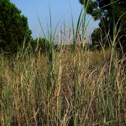 SELINUNTE. Fotografie di Giulio Azzarello ©2022. SELINUNTE. Fotografie di Giulio Azzarello ©2022.