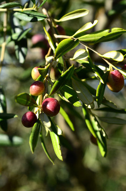 ULIVETO in autunno. Fotografie di Giulio Azzarello ©2014. ULIVETO in autunno. Fotografie di Giulio Azzarello ©2014.