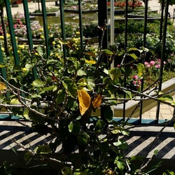 GIARDINO. Fotografie di Giulio Azzarello ©2022.