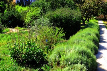 ORTO BOTANICO di Palermo nel maggio 2018. Fotografie di Giulio Azzarello &copy;2018.