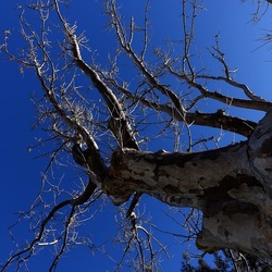 ALBERI. Fotografie di Giulio Azzarello &copy;2024.