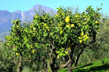 ULIVETO in autunno. Fotografie di Giulio Azzarello ©2014. ULIVETO in autunno. Fotografie di Giulio Azzarello ©2014.