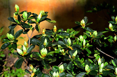 ORTO BOTANICO di Palermo in inverno. Fotografie di Giulio Azzarello &copy;2016.