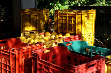 LIMONI di Sicilia coltivati in modo biologico. Fotografie di Giulio Azzarello &copy;2014.