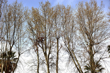 VILLA BONANNO a Palermo. Fotografie di Giulio Azzarello &copy;2016.