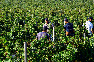 VENDEMMIA a Mazzara del Vallo in Sicilia con i contadini. Fotografie di Giulio Azzarello ©2016. VENDEMMIA a Mazzara del Vallo in Sicilia con i contadini. Fotografie di Giulio Azzarello ©2016.