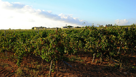 VIGNETO a Mazzara del Vallo in Sicilia. Fotografie di Giulio Azzarello &copy;2016.