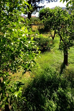 GIARDINO SICILIANO fotografie di Giulio Azzarello ©2021. GIARDINO SICILIANO fotografie di Giulio Azzarello ©2021.