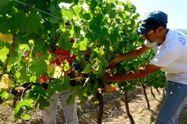 VENDEMMIA a S.Cristina Gela i coltivatori. Fotografie di Giulio Azzarello ©2016. VENDEMMIA a S.Cristina Gela i coltivatori. Fotografie di Giulio Azzarello ©2016.