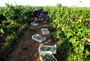 VENDEMMIA a Mazzara del Vallo in Sicilia con i contadini. Fotografie di Giulio Azzarello ©2016. VENDEMMIA a Mazzara del Vallo in Sicilia con i contadini. Fotografie di Giulio Azzarello ©2016.