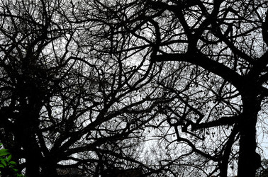 ORTO BOTANICO di Palermo in inverno. Fotografie di Giulio Azzarello &copy;2016.