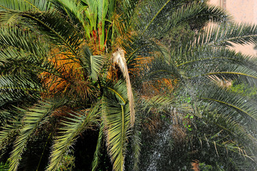 IL GIARDINO INGLESE di Palermo. Fotografie di Giulio Azzarello &copy;2014.