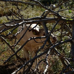 BESTIE. Fotografie di Giulio Azzarello ©2022. BESTIE. Fotografie di Giulio Azzarello ©2022.