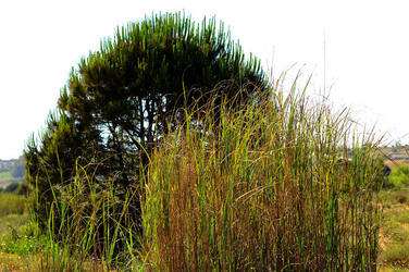 CANNETI in SICILIA. Fotografie di Giulio Azzarello &copy;2016.