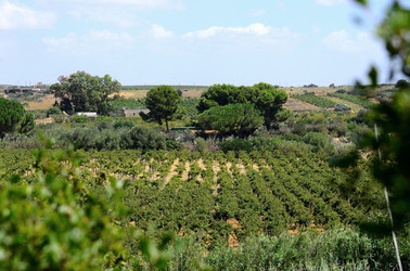 GORGHI TONDI oasi di vigneti e piante Mazzara del Vallo in Sicilia. Foto di Giulio Azzarello ©2016. GORGHI TONDI oasi di vigneti e piante Mazzara del Vallo in Sicilia. Foto di Giulio Azzarello ©2016.