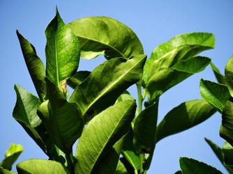 HABITAT NATURA in campagna. Fotografie di Giulio Azzarello ©2015 2016. HABITAT NATURA in campagna. Fotografie di Giulio Azzarello ©2015 2016.