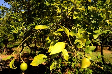 GIARDINO SICILIANO fotografie di Giulio Azzarello ©2021. GIARDINO SICILIANO fotografie di Giulio Azzarello ©2021.