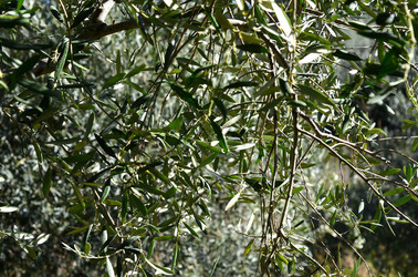 ULIVETO in autunno. Fotografie di Giulio Azzarello ©2014. ULIVETO in autunno. Fotografie di Giulio Azzarello ©2014.