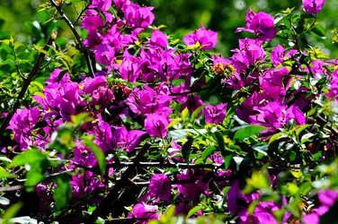 NATURA Violette siciliane in un tipico giardino in estate. Fotografie di Giulio Azzarello &copy;2014.