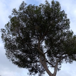 PINETA. Fotografie di Giulio Azzarello &copy;2022.