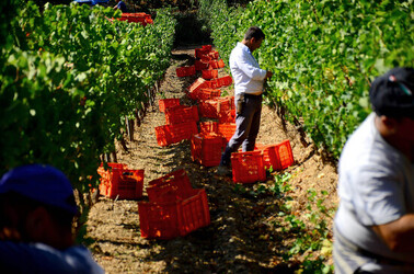 VENDEMMIA a S.Cristina Gela i coltivatori. Fotografie di Giulio Azzarello ©2016. VENDEMMIA a S.Cristina Gela i coltivatori. Fotografie di Giulio Azzarello ©2016.