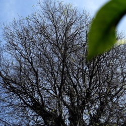 PIANTE. Fotografie di Giulio Azzarello &copy;2022.