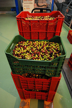 TIPICO FRANTOIO fotografie di Giulio Azzarello ©2014. TIPICO FRANTOIO fotografie di Giulio Azzarello ©2014.