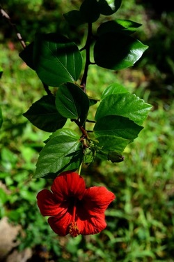 GIARDINO SICILIANO fotografie di Giulio Azzarello &copy;2020.
