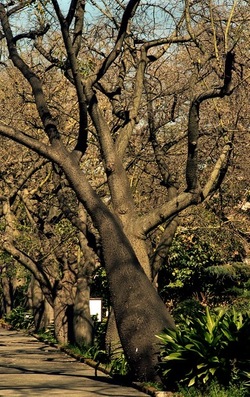 ORTO BOTANICO di Palermo. Fotografie di Giulio Azzarello ©2021.