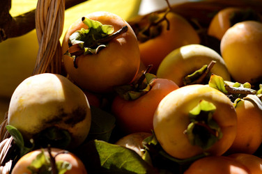 LOTI siciliani coltivati in modo biologico. Fotografie di Giulio Azzarello ©2014. LOTI siciliani coltivati in modo biologico. Fotografie di Giulio Azzarello ©2014.