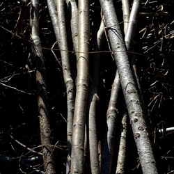 RAMI E ROVI. Fotografie di Giulio Azzarello ©2023. RAMI E ROVI. Fotografie di Giulio Azzarello ©2023.