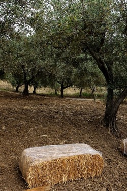 ULIVETO SICILIANO. Fotografie di Giulio Azzarello ©2022.