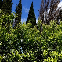 GIARDINO SICILIANO. Fotografie di Giulio Azzarello &copy;2024.