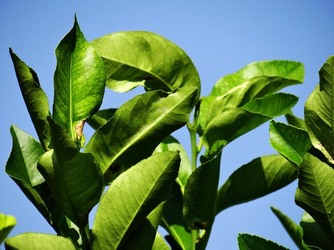 HABITAT NATURA in campagna. Fotografie di Giulio Azzarello ©2015 2016. HABITAT NATURA in campagna. Fotografie di Giulio Azzarello ©2015 2016.