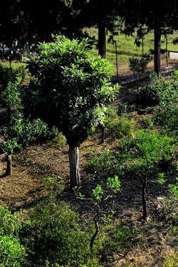 POTATURA fotografie di Giulio Azzarello ©2021. POTATURA fotografie di Giulio Azzarello ©2021.