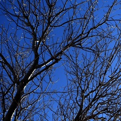 ALBERI. Fotografie di Giulio Azzarello &copy;2024.