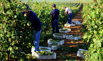 VENDEMMIA a Mazzara del Vallo in Sicilia con i contadini. Fotografie di Giulio Azzarello ©2016. VENDEMMIA a Mazzara del Vallo in Sicilia con i contadini. Fotografie di Giulio Azzarello ©2016.
