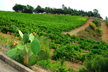 CAMPAGNA SICILIANA. Fotografie di Giulio Azzarello &copy;2016.