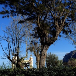ALBERI. Fotografie di Giulio Azzarello &copy;2024.