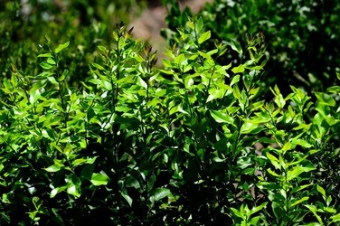 HABITAT NATURA in campagna. Fotografie di Giulio Azzarello ©2015 2016. HABITAT NATURA in campagna. Fotografie di Giulio Azzarello ©2015 2016.