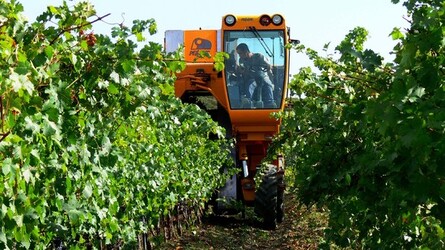VIGNETO tipico siciliano a Salemi panoramiche e particolari. Fotografie di Giulio Azzarello &copy;2014.