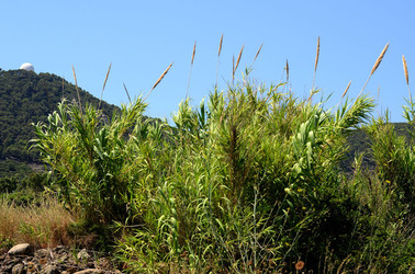 ISOLA DI USTICA la natura. Fotografie di Giulio Azzarello &copy;2016.