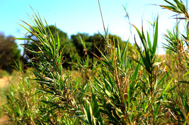 CANNETI in SICILIA. Fotografie di Giulio Azzarello &copy;2016.