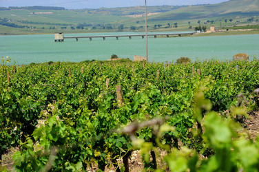 VIGNETO AGRITURISTICO PLANETA a Sambuca di Sicilia. Fotografie di Giulio Azzarello &copy;2014.